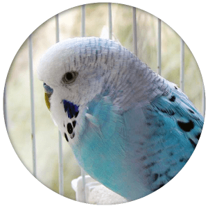 Parakeet Care