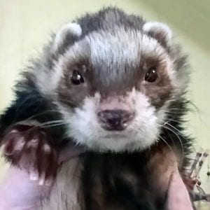 Ace the Ferret