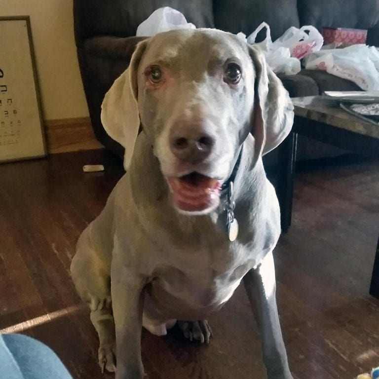 Cirrus the Weimaraner - Madeline’s Paws & Claws Pet Sitting