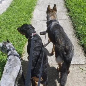Ollie the Schnauzer, Rocky the Rottweiler and Heidi the German Shepherd