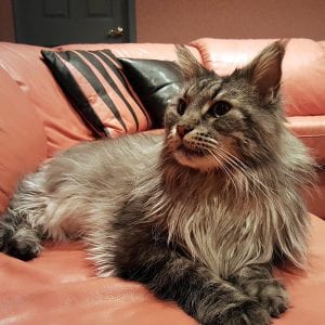 Mario the Maine Coon