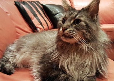 Mario the Maine Coon