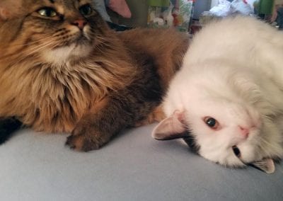 Tuna and Sadie the Cats